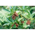 Γλυκάνισος Σπόροι Φακελάκι 12640 (Pimpinella anisum)