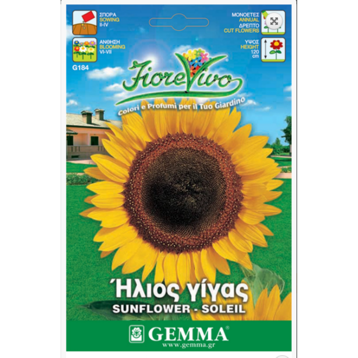 Ήλιος Νάνος Διπλός 1g Σπόροι Φάκελος (Helianthus annuum) - Σπόρος για Ηλίανθους Ήλιος Νάνος Διπλός 1g Σπόροι Φάκελος-Helianthus annuum