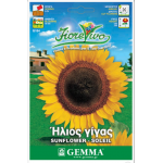 Ήλιος Νάνος Διπλός 1g Σπόροι Φάκελος (Helianthus annuum) - Σπόρος για Ηλίανθους Ήλιος Νάνος Διπλός 1g Σπόροι Φάκελος-Helianthus annuum