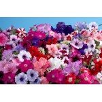 Πετούνια Γίγας Μίγμα 0,2g Σπόροι Φάκελος (Petunia × hybrida) - Σπόρος για Πετούνιες Πετούνια Γίγας Μίγμα 0,2g Σπόροι (Petunia × hybrida)