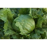 Lettuce Iceberg Seeds (Lactuca sativa) Lettuce Iceberg Seeds (Lactuca sativa) | kipogeorgiki.live