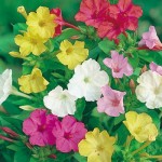 Marvel of Peru Seeds 1g Packet (Mirabilis jalapa)