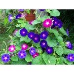 Purple Morning Glory Mix Seeds 2g Packet (Ipomoea purpurea) - Seed for Morning Glories Purple Morning Glory Mix Seeds 2g (Ipomoea purpurea)