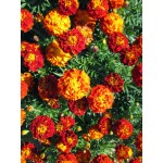 Aztec Marigold Dwarf Border Mix Seeds 0.9g-Tagetes×erecta