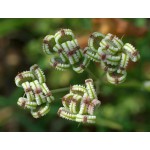 Καυκαλήθρα Σπόροι Φακελάκι 12648 (Tordylium apulum) - Σπόρος για Καυκαλήθρες Καυκαλήθρα Σπόροι Φακελάκι 12648 (Tordylium apulum)