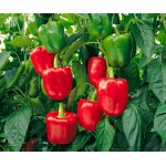 Capsicum annuum (Asti red)|kipogeorgiki.live