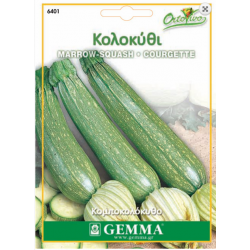 Squash Summer Sarzana Seeds (Curcubita pepo) | kipogeorgiki.live