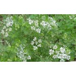 Caraway Seeds Packet 12664 (Carum carvi) - Seed for Caraways Caraway Seeds Packet 12664 (Carum carvi)