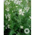 Caraway Seeds Packet 12664 (Carum carvi) - Seed for Caraways Caraway Seeds Packet 12664 (Carum carvi)