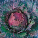 Cabbage Verona Purple Seeds (Brassica oleracea var. capitata) Cabbage Verona Purple Seeds (Brassica oleracea var. capitata) | kipogeorgiki.live