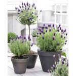Spike Lavender Seeds Packet 12651 (Lavandula spica) - Seed for Spike Lavenders Spike Lavender Seeds Packet 12651 (Lavandula spica)