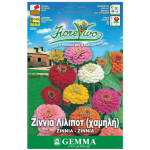 Ζίννια Pompon Κοντή Μίγμα Λίλιποτ 0,9g Σπόροι Φάκελος (Zinnia elegans) - Σπόρος για Ζίννιες Ζίννια Pompon Κοντή Μίγμα 0,9g Σπόροι (Zinnia elegans)