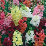 Snapdragon Dwarf Mix Seeds 0.5g Packet (Antirrhinum majus) - Seed for Snapdragons Snapdragon Dwarf Mix Seeds 0.5g (Antirrhinum majus)