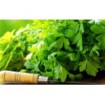 Comune 2 Parsley Seeds 10g Packet (Petroselinum crispum 'Comune 2') Comune 2 Parsley Seeds 10g Packet-Petroselinum crispum