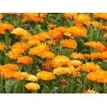 Pot Marigold Double Mix Seeds 0.8g Packet (Calendula officinalis) - Seed for Pot Marigolds Pot Marigold Double Mix Seeds 0.8g (Calendula officinalis)