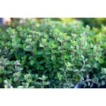 Μαντζουράνα Σπόροι Φακελάκι 12653 (Origanum majorana) - Σπόρος για Μαντζουράνες Ματζουράνα Σπόροι Φακελάκι 12653 (Origanum majorana)