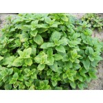 Μελισσόχορτο Σπόροι Φακελάκι 12654 (Melissa officinalis) - Σπόρος για Μελισσόχορτα Μελισσόχορτο Σπόροι Φακελάκι 12654-Melissa officinalis