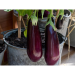 Eggplant long black Seeds (Solanum melongena) Eggplant long black Seeds (Solanum melongena) | kipogeorgiki.live