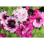 Πετούνια Αστέρι Μίγμα 0,05g Σπόροι Φάκελος (Petunia × hybrida) - Σπόρος για Πετούνιες Πετούνια Αστέρι Μίγμα 0,05g Σπόροι (Petunia × hybrida)