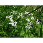 French Parsley Seeds Packet 12655 (Anthriscus cerefolium)