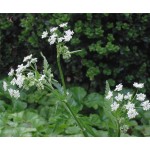 French Parsley Seeds Packet 12655 (Anthriscus cerefolium)