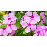 Βίγκα Μίγμα 0,2g Σπόροι Φάκελος (Vinca rosea)