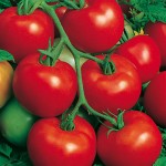 Tomato saint Pierre|kipogeorgiki.live Tomato saint Pierre|kipogeorgiki.live