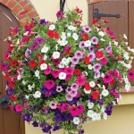 Garden Petunia Mix Seeds 0.2g Packet (Petunia × hybrida 'Nana Compacta') - Seed for Petunias Garden Petunia Mix Seeds 0.2g-Petunia 'Nana Compacta'