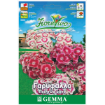Sweet William Pink Single Mix Seeds 0.4g Packet (Dianthus barbatus) - Seed for Sweet William Sweet William Pink Mix Seeds 0.4g (Dianthus barbatus)