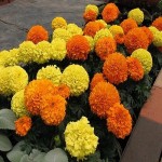 Aztec Marigold Tall Double Mix Seeds 0.9g Packet (Tagetes patula × erecta) - Seed for Marigolds Aztec Marigold Tall Double Mix Seeds 0.9g-Tagetes×erecta