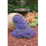 Άλυσσος Νάνος Μωβ 0,8g Σπόροι Φάκελος (Alyssum maritimum) - Σπόρος Άλυσσων Άλυσσος Νάνος Μωβ 0,8g Σπόροι Φάκελος-Alyssum maritimum
