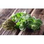 Oregano Seeds Packet 12656 (Origanum vulgare) - Seed for Oreganos Oregano Seeds Packet 12656 (Origanum vulgare)