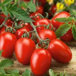 Tomato Roma|kipogeorgiki.live