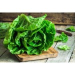 Summer Lettuce Romana Seeds (Lactuca sativa) | kipogeorgiki.live