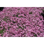 Γυψοφίλη Ροζ-Ακροάστια 2,5g Σπόροι Φάκελος (Gypsophila spp.) - Σπόρος για Γυψοφίλες Γυψοφίλη Ροζ-Ακροάστια 2,5g Σπόροι (Gypsophila spp.)