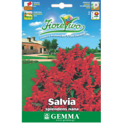 Φωτιά Κοντή-Νάνα 0,3g Σπόροι Φάκελος (Salvia splendens)
