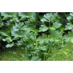Σέλινο Κλασικό 2g Σπόροι Φακελάκι (Apium graveolens 'Verde da Taglio') Σέλινο Κλασικό 2g Σπόροι-Apium graveolens Verde Taglio