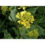Black Mustard Seeds Packet 12666 (Brassica nigra) - Seed for Black Mustards Black Mustard Seeds Packet 12666 (Brassica nigra)