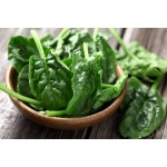 Σπανάκι Matador 15g Σπόροι-Spinacia oleracea 'Matador'