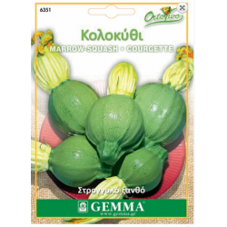 Squash Summer Round Blonde Seeds (Curcubita pepo) | kipogeorgiki.live