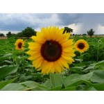 Ήλιος Νάνος Διπλός 1g Σπόροι Φάκελος (Helianthus annuum) - Σπόρος για Ηλίανθους Ήλιος Νάνος Διπλός 1g Σπόροι Φάκελος-Helianthus annuum