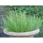 Θυμάρι-Θύμιο ή Θύμος Σπόροι Φακελάκι 12645 (Thymus vulgaris) - Σπόρος για Θυμάρια Θυμάρι-Θύμιο ή Θύμος Σπόροι Φακελάκι (Thymus vulgaris)