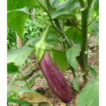 Μελιτζάνα Τσακώνικη Σπόροι (Solanum melongena) Μελιτζάνα Τσακώνικη Σπόροι (Solanum melongena) | kipogeorgiki.live