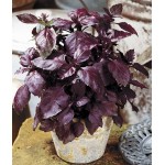 Βασιλικός Κόκκινος Σπόροι Φακελάκι 12635 (Ocimum basilicum var. purpurascens) - Σπόρος για Βασιλικούς Βασιλικός Κόκκινος Σπόροι-Ocimum basilicum var. purpurascens