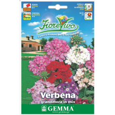 Garden Verbena Giant Mix Seeds 0.2g Packet (Verbena × hybrida)