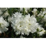 Carnation Double White Seeds 0.4g Packet (Dianthus caryophyllus) - Seed for Double Red Carnations Carnation Double White Seeds 0.4g-Dianthus caryophyllus