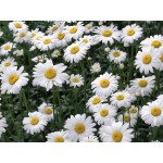 Chamomile Seeds Packet 12659 (Matricaria chamomilla) - Seed for Chamomiles Chamomile Seeds Packet 12659 (Matricaria chamomilla)