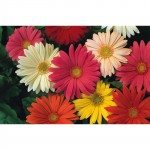 Gerbera jamesonii Double Mix Seeds 0.05g-Gerbera×hybrida
