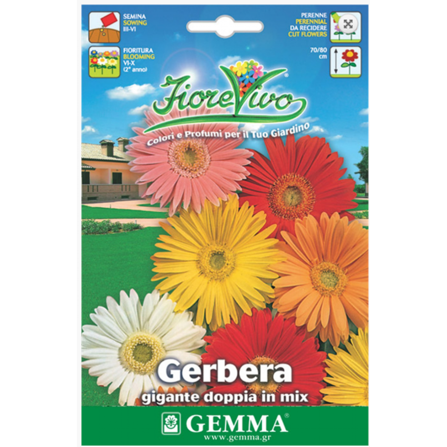 Gerbera jamesonii Double Mix Seeds 0.05g-Gerbera×hybrida