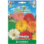 Gerbera jamesonii Double Mix Seeds 0.05g-Gerbera×hybrida